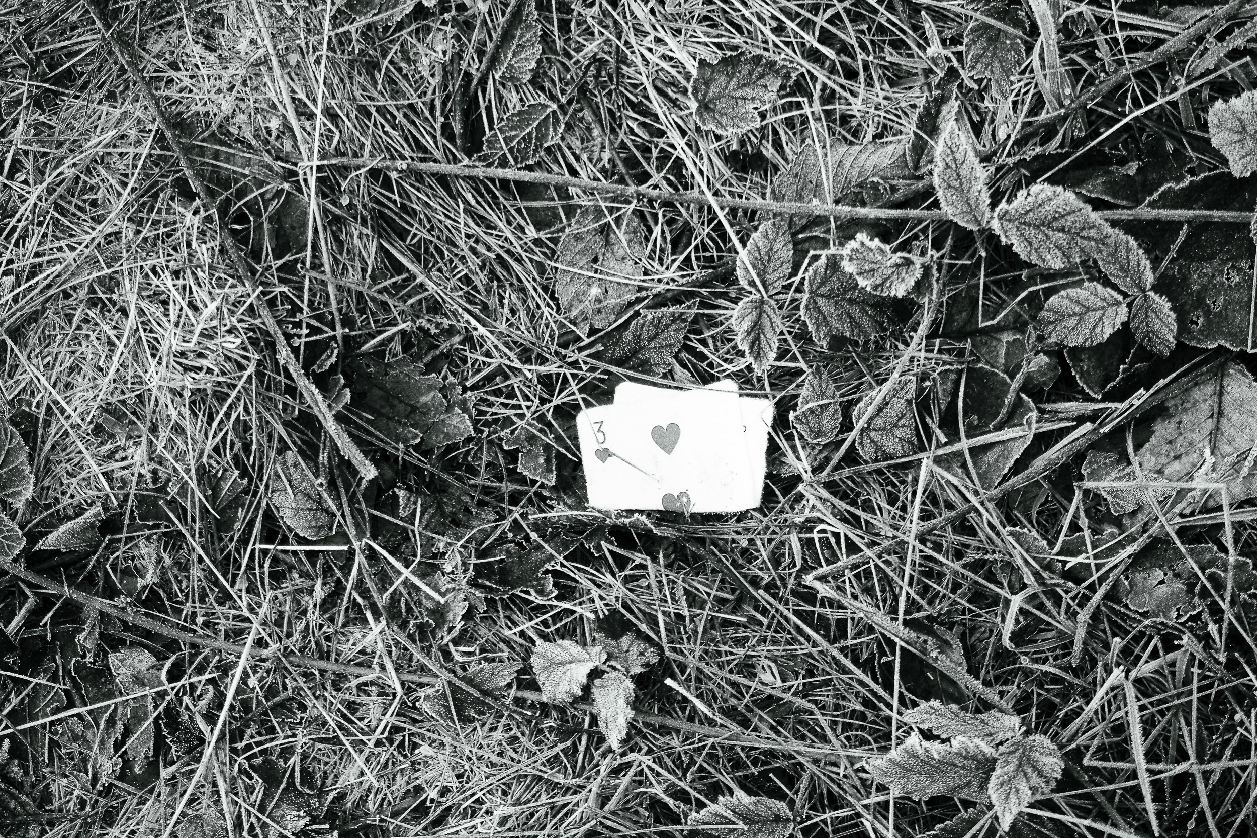 A playing card lies face-up among grass, leaves, and tangled stems.
