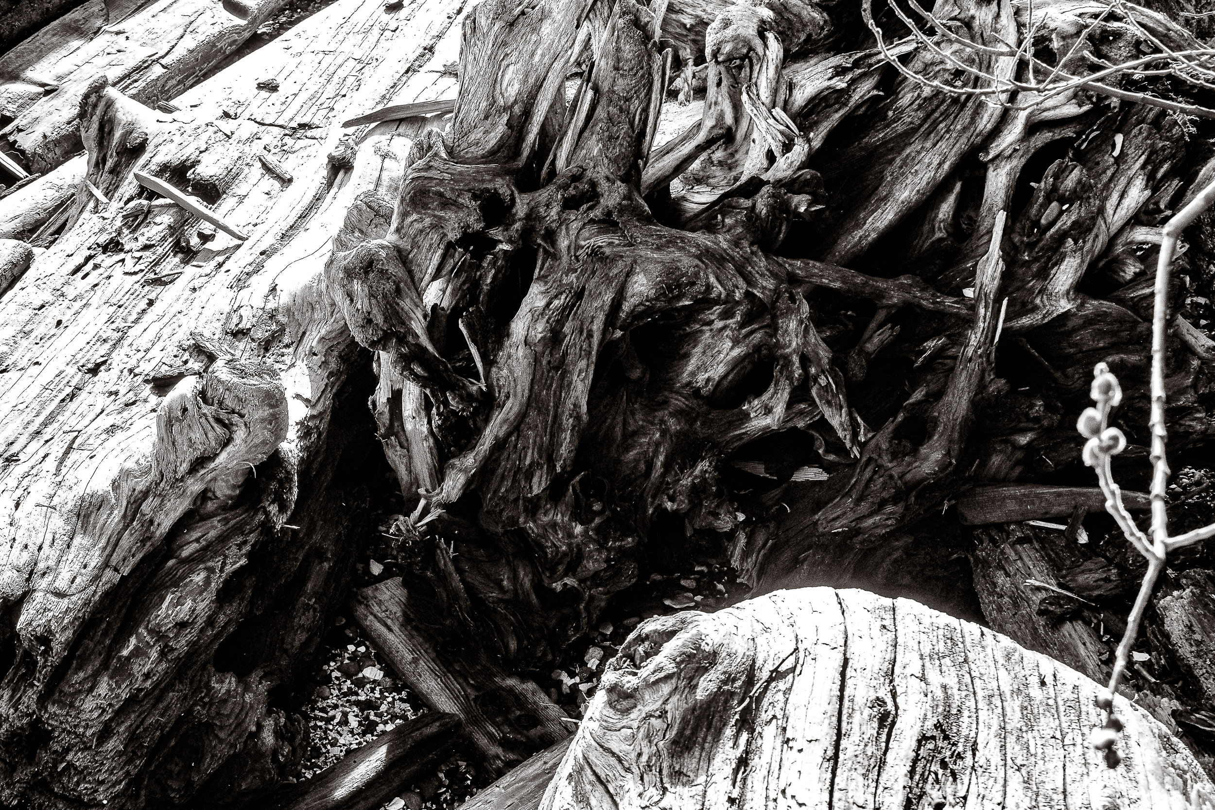 Twisted roots and weathered wood fill the frame in a dense tangle.