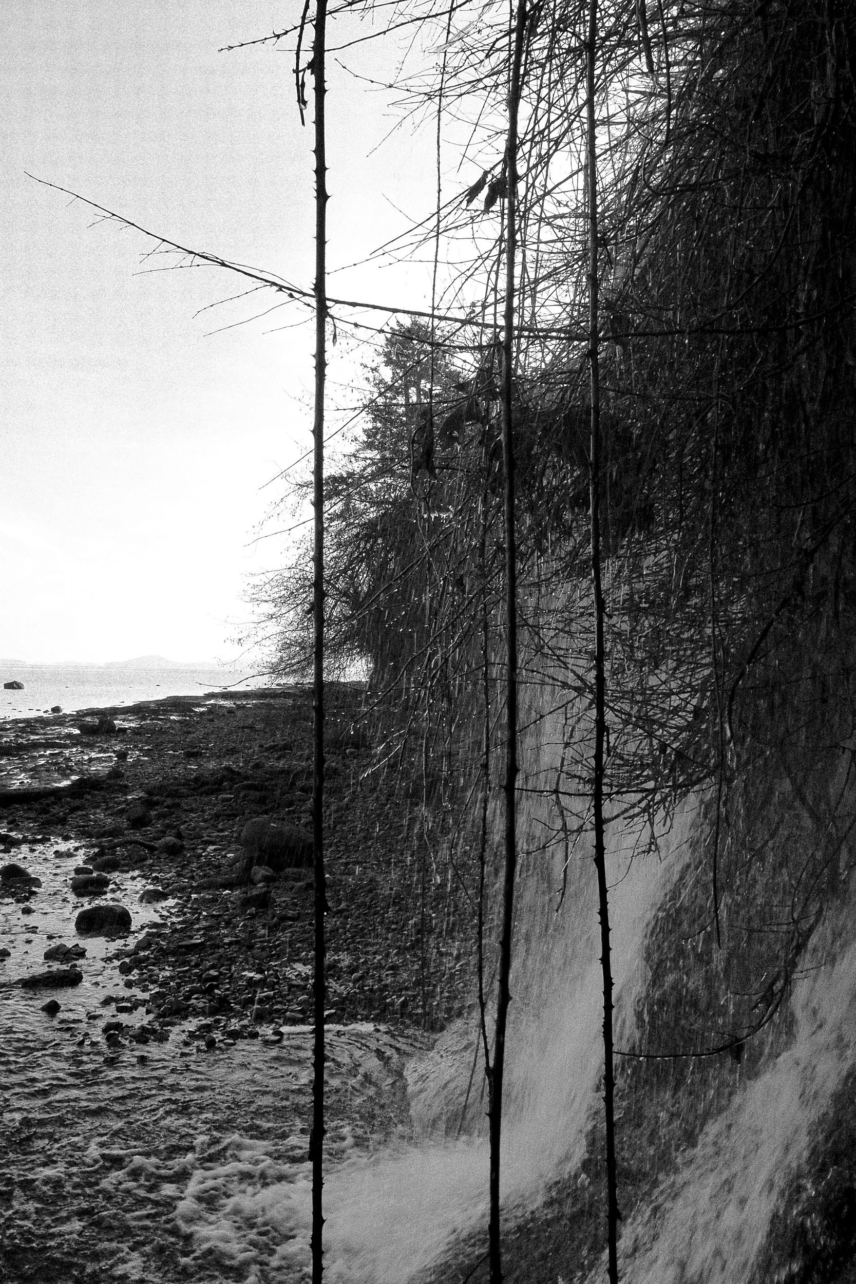 Tall trees and a rocky shore create vertical reflections in still water.