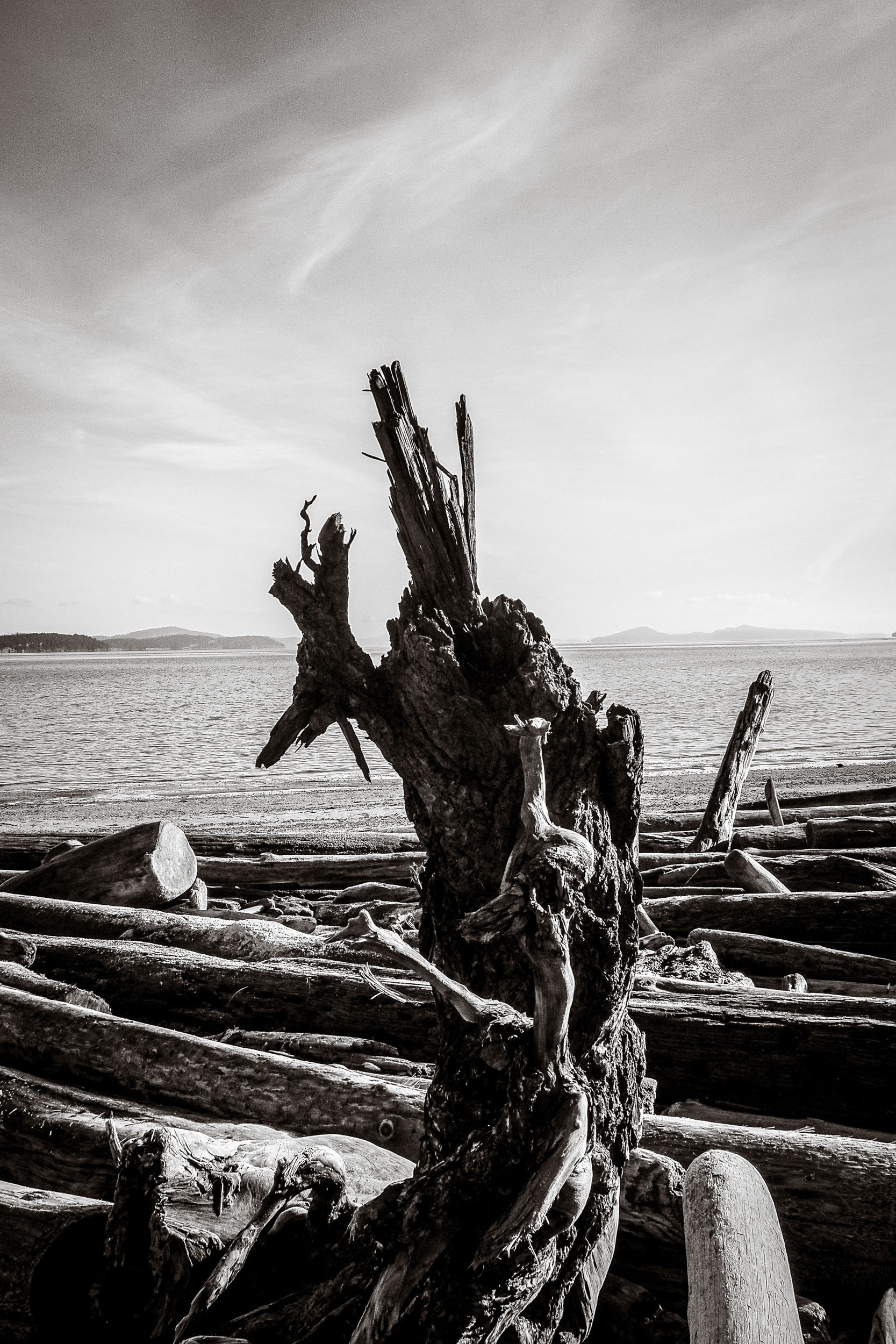 A jagged driftwood stump rises from a pile of logs at the water’s edge.