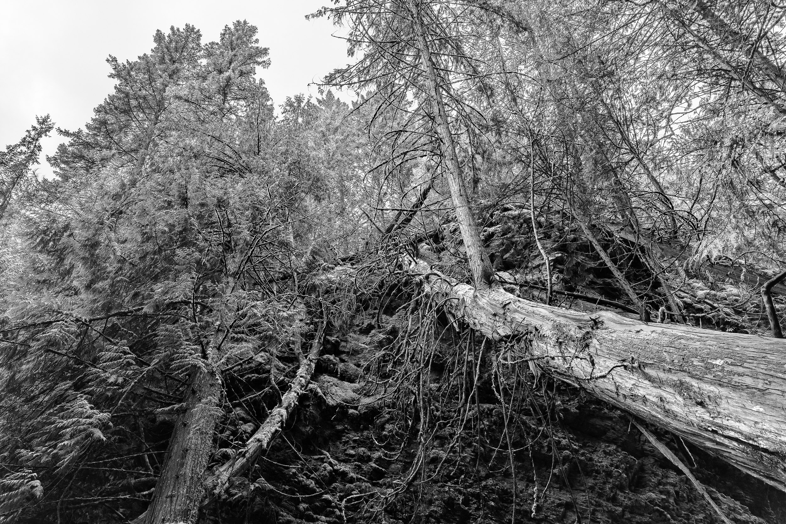 A pale fallen birch trunk lies across dark forest undergrowth.