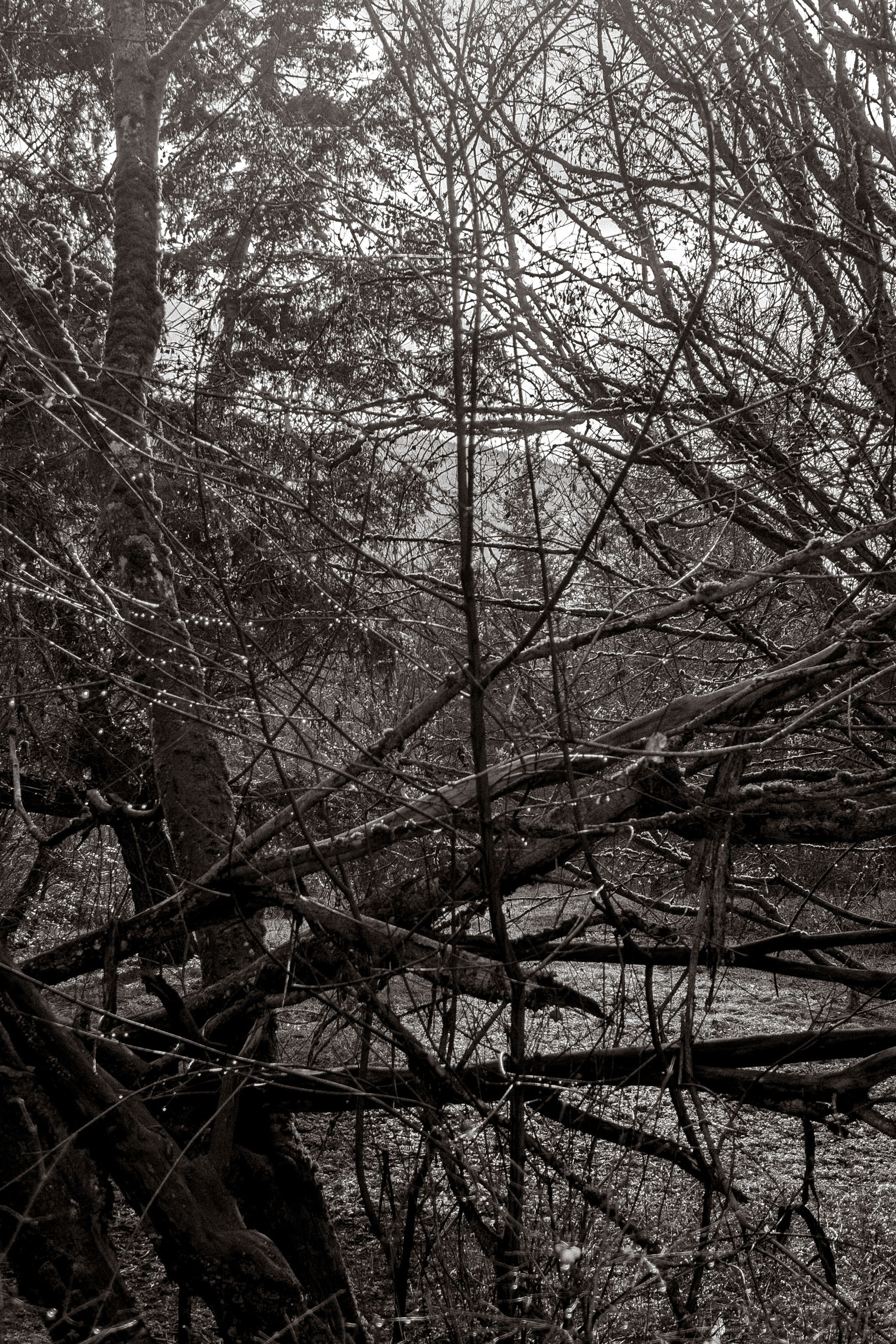 A web of bare branches and fallen limbs fills the frame.