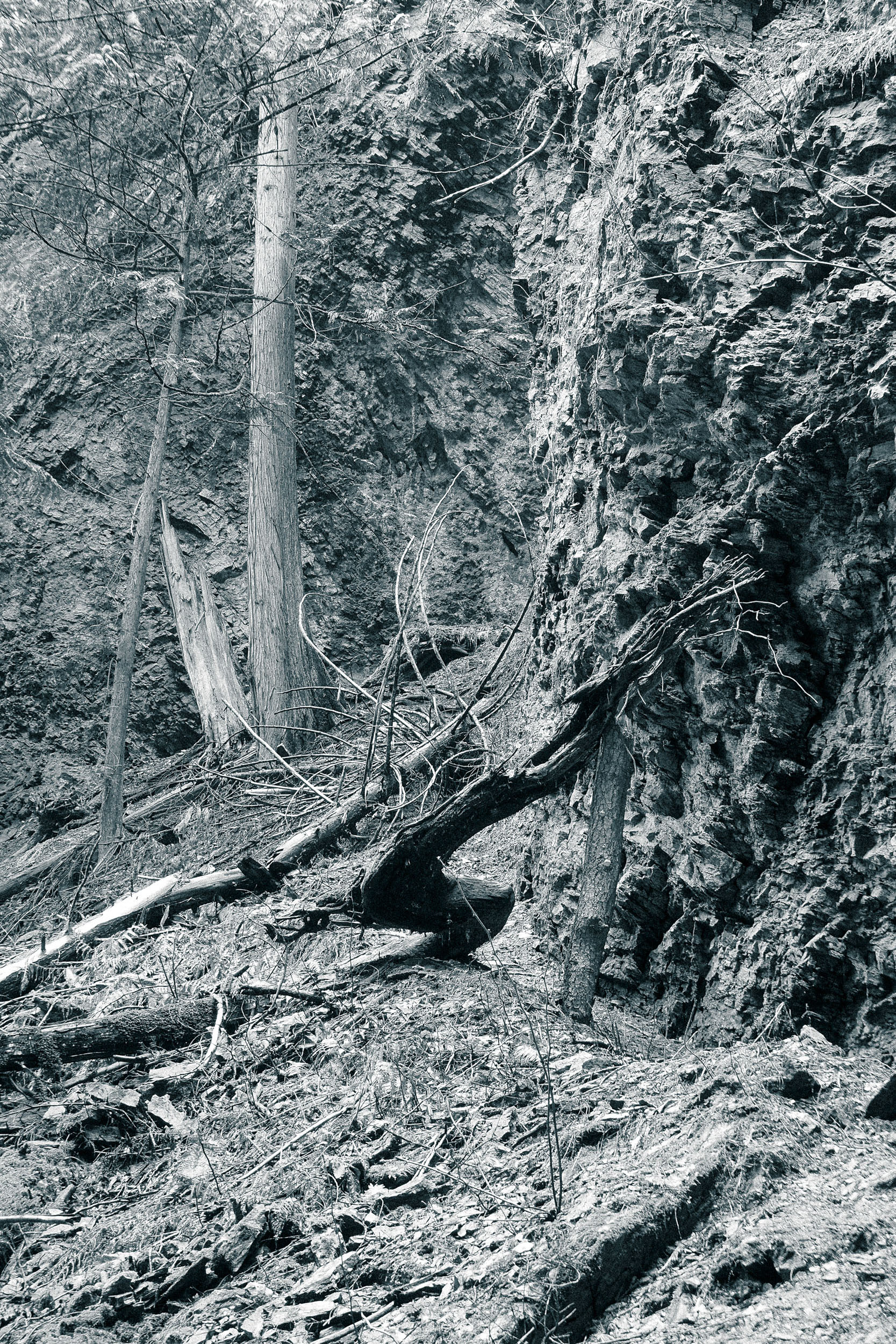 A dark tree trunk stands amid exposed roots and woodland debris.