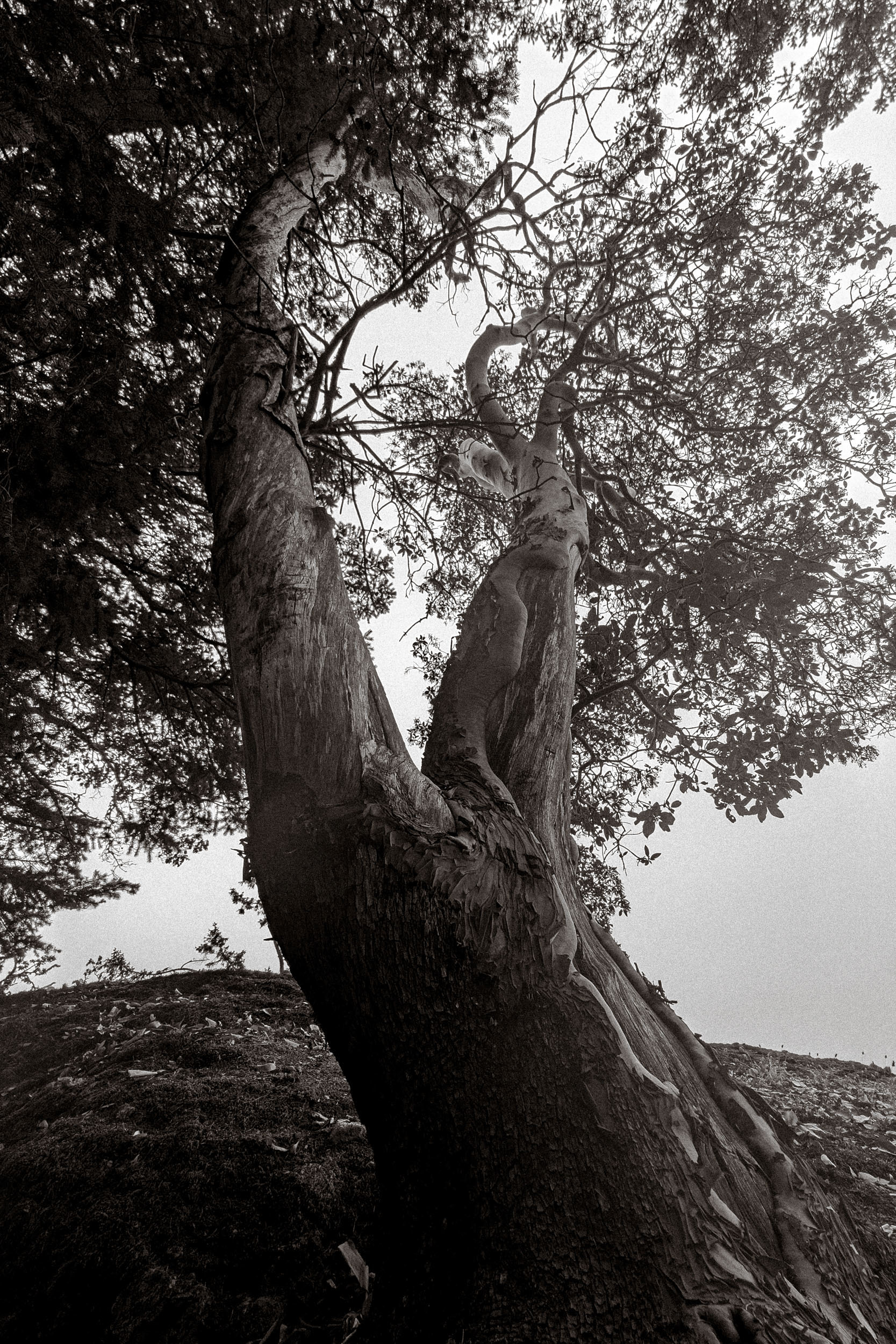 A thick old tree trunk stands beside a bright, open shoreline.