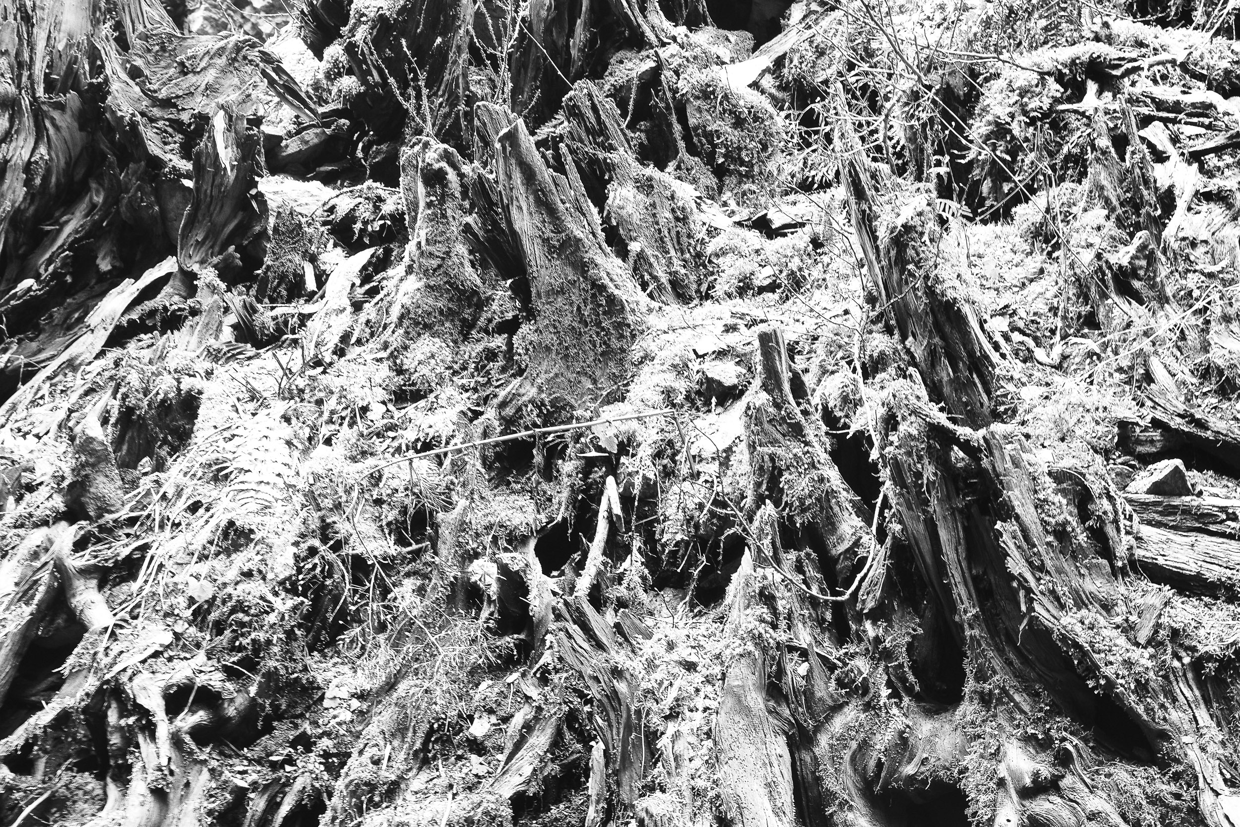 A close view of knotted roots and pale textured wood.