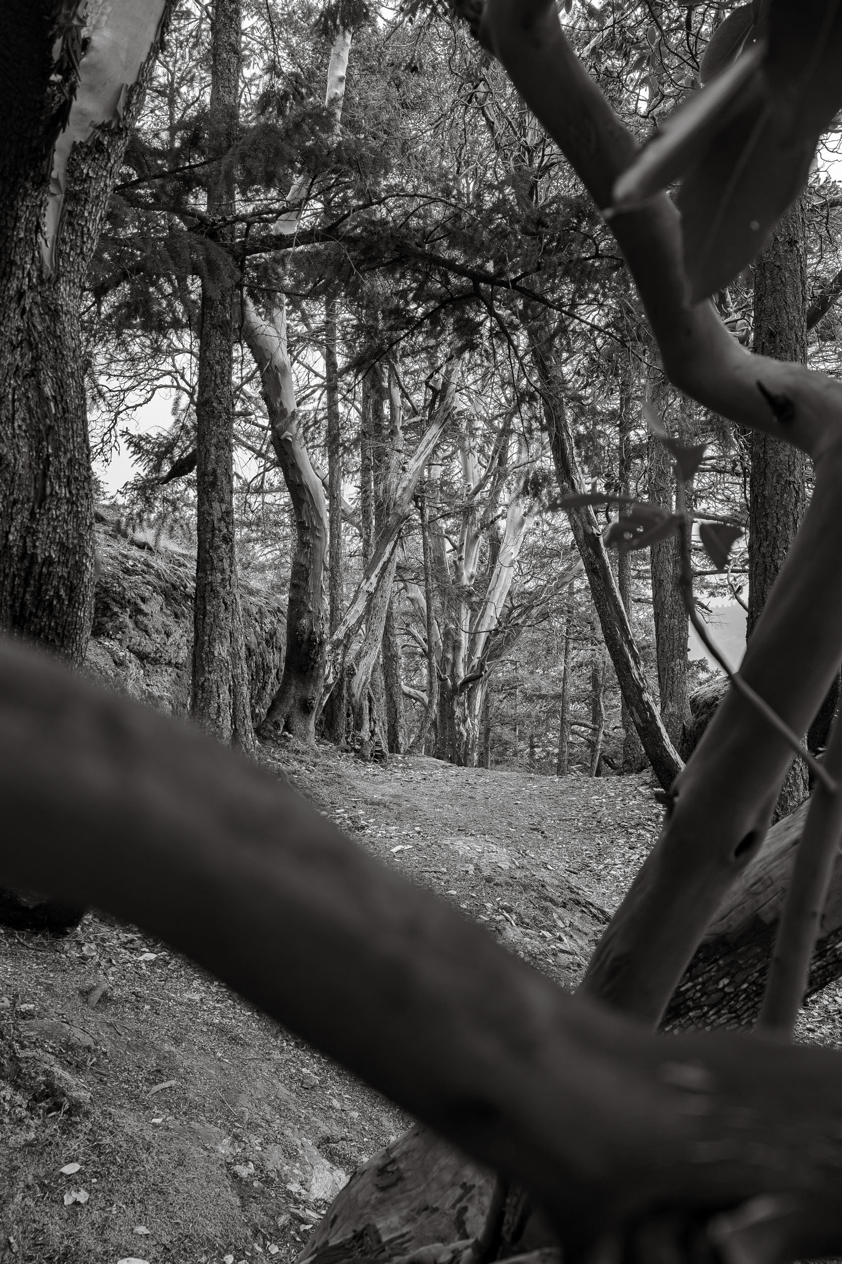 A woodland path is viewed through a forked branch in the foreground.
