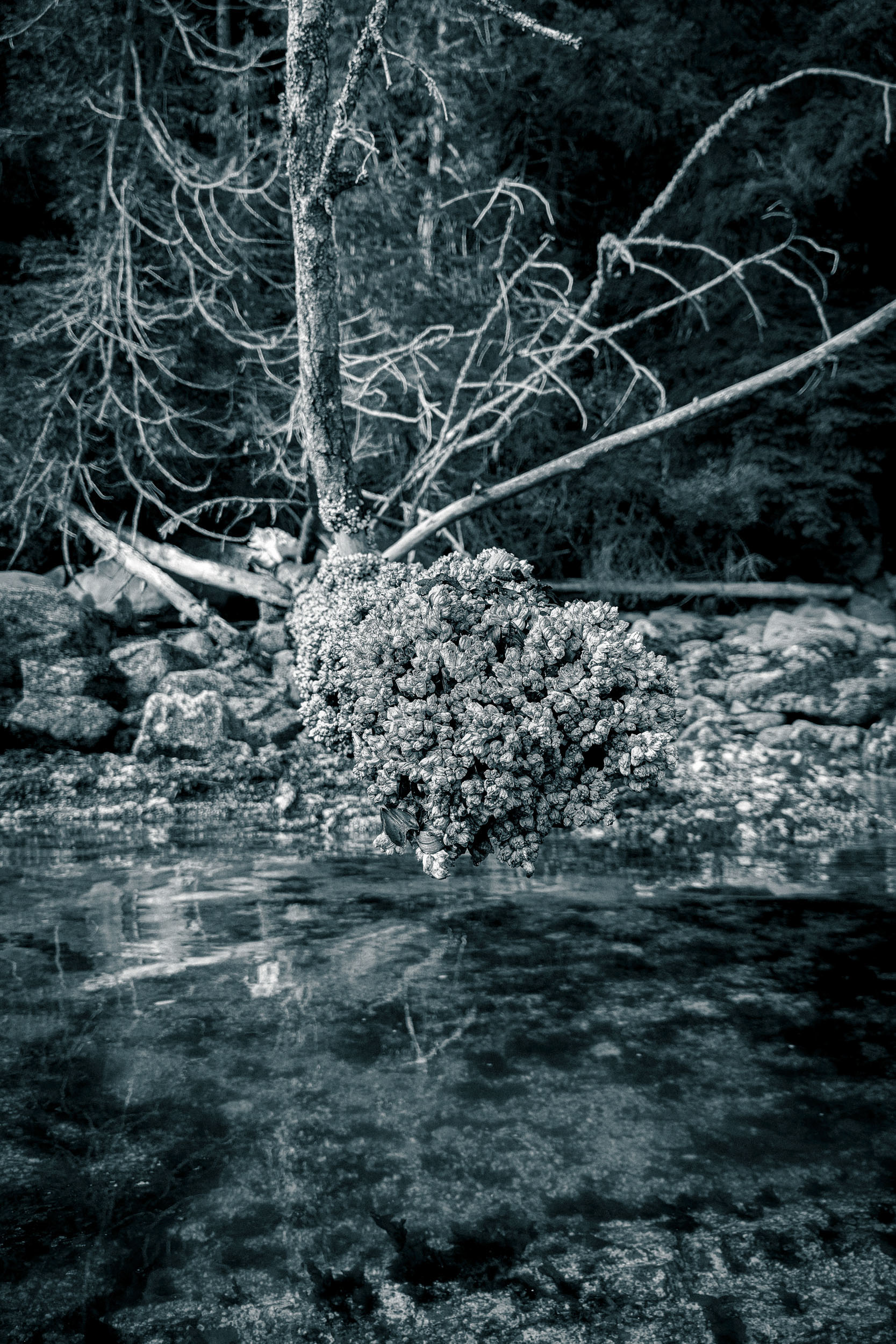 Water moves around mossy stones and low branches.
