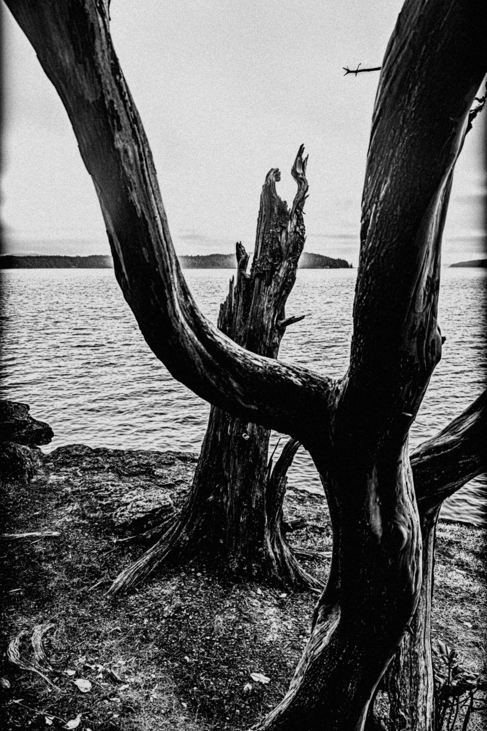 Weathered trunks frame a broken stump on a lake shore.