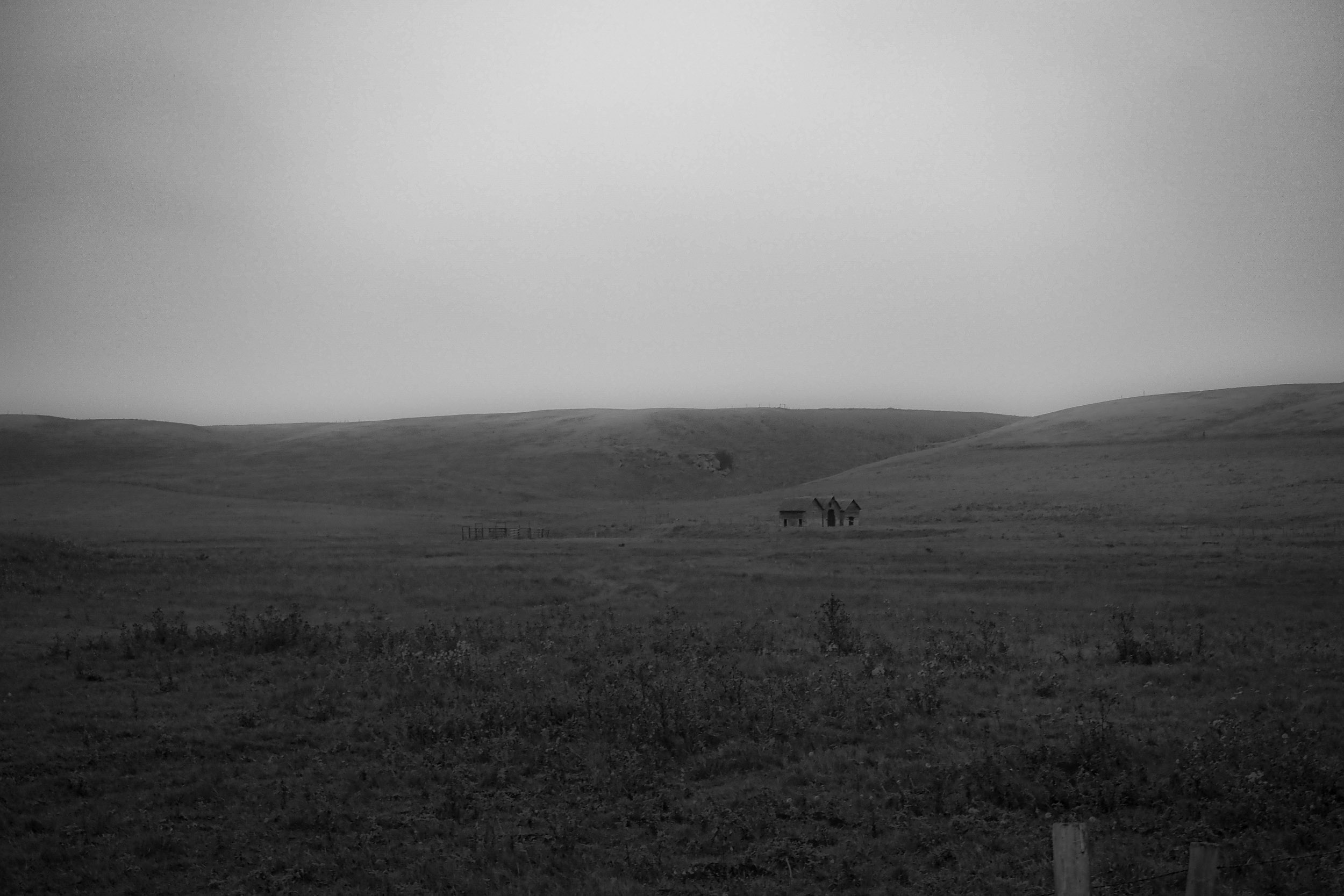 A small group of animals stands in a broad, misty grassland.