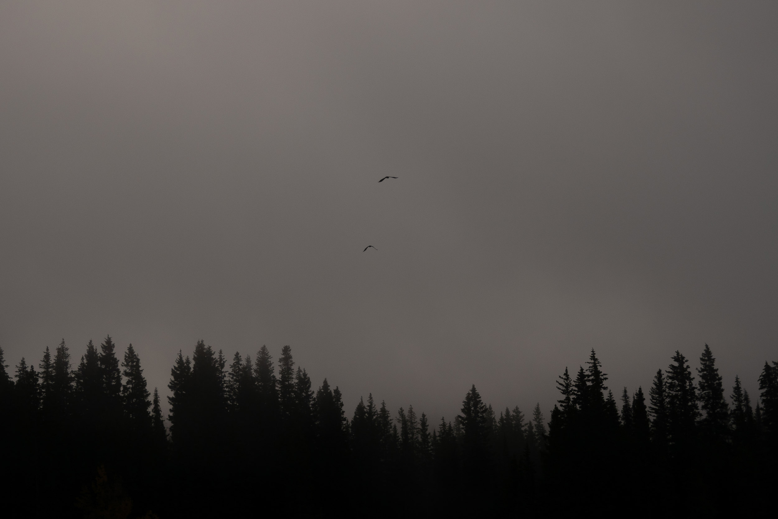 Two birds cross above a line of dark conifers.