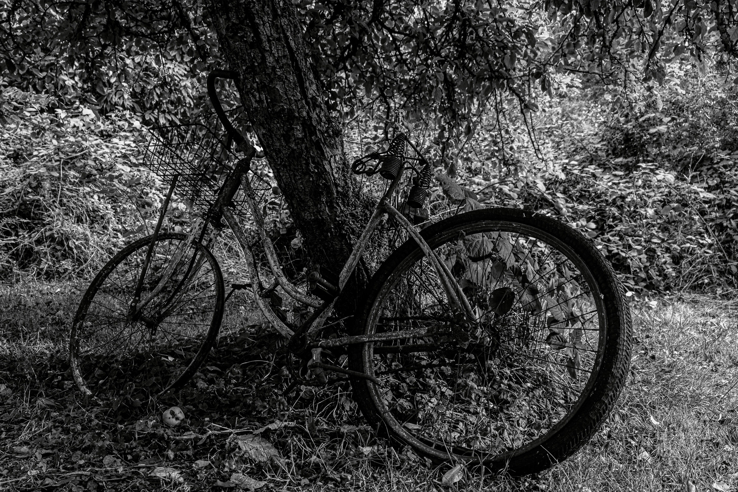 Two bicycles lean in dense undergrowth beneath trees.