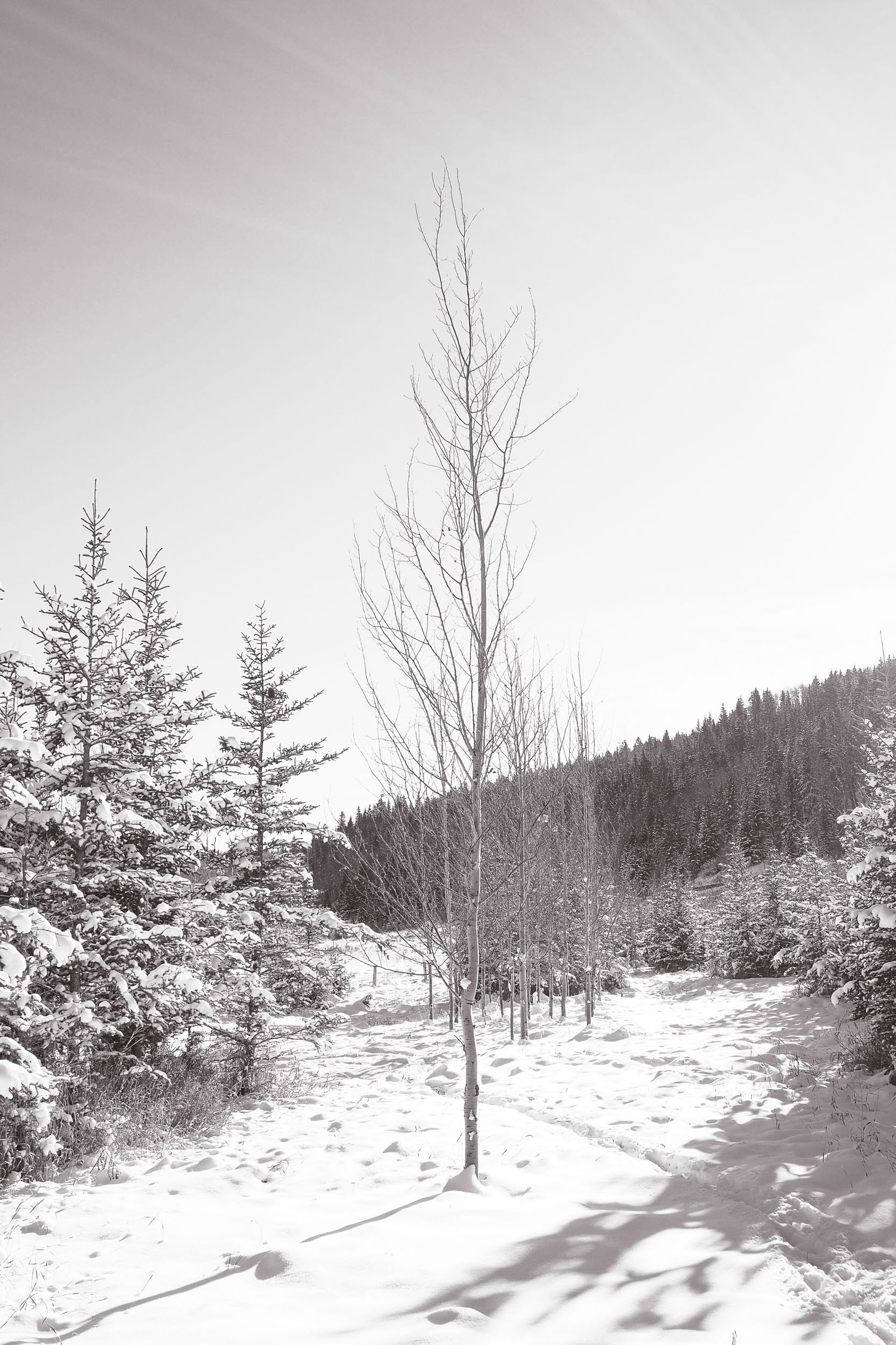 A young tree rises from snow beside a dark forested slope.