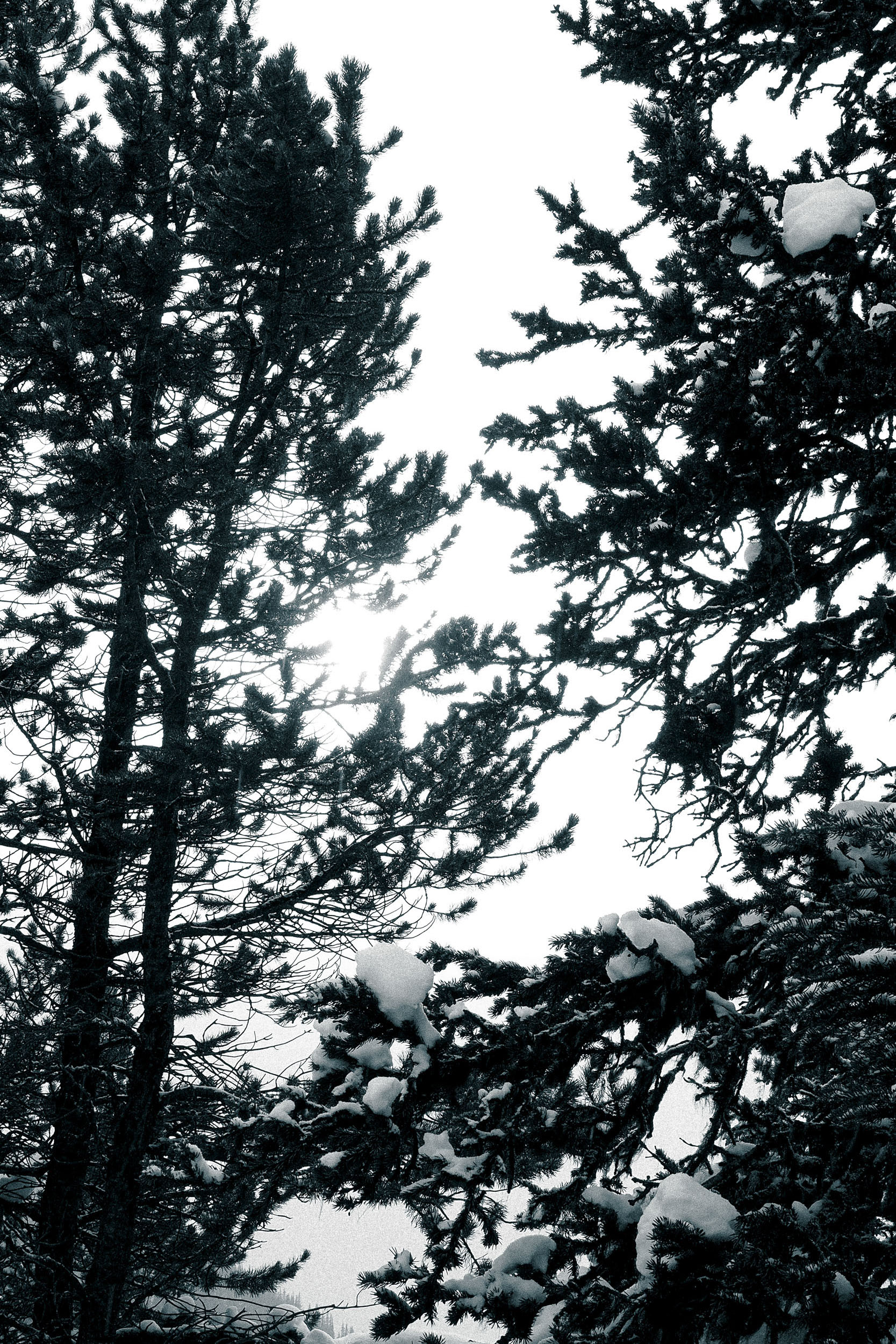 Snow rests on the dark, twisting branches of a pine tree.