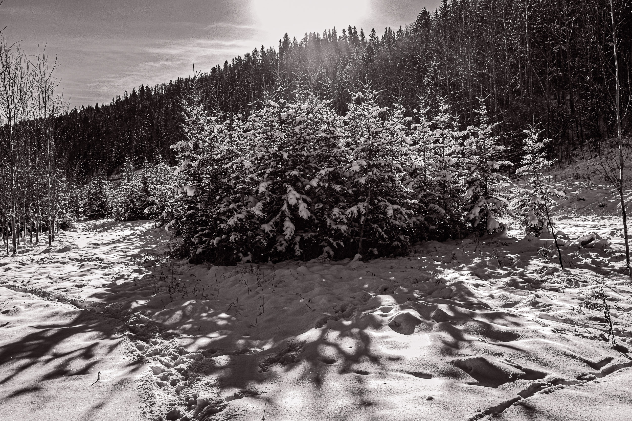 Snow-covered shrubs stand in a clearing beneath a dark forest slope.