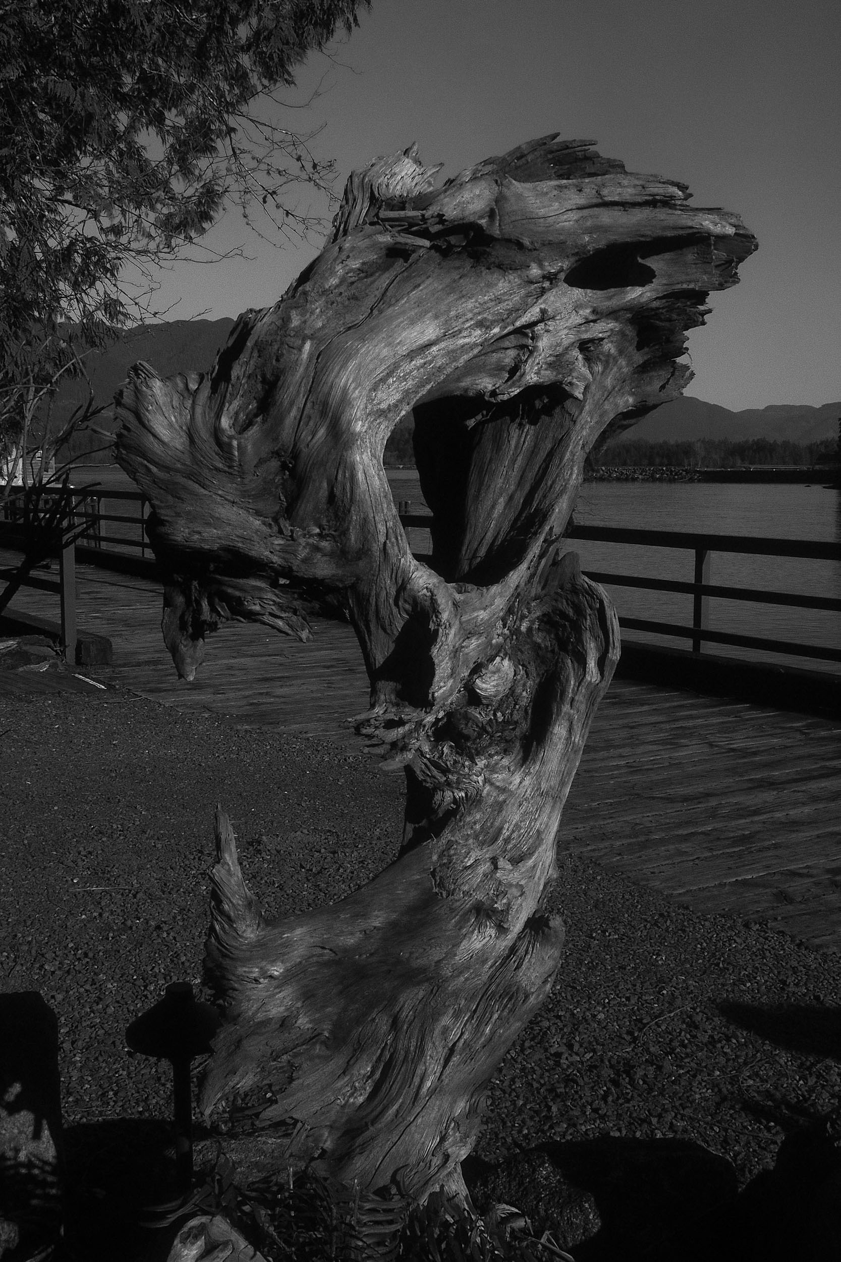 A hollowed and twisting piece of driftwood stands beside a railing.