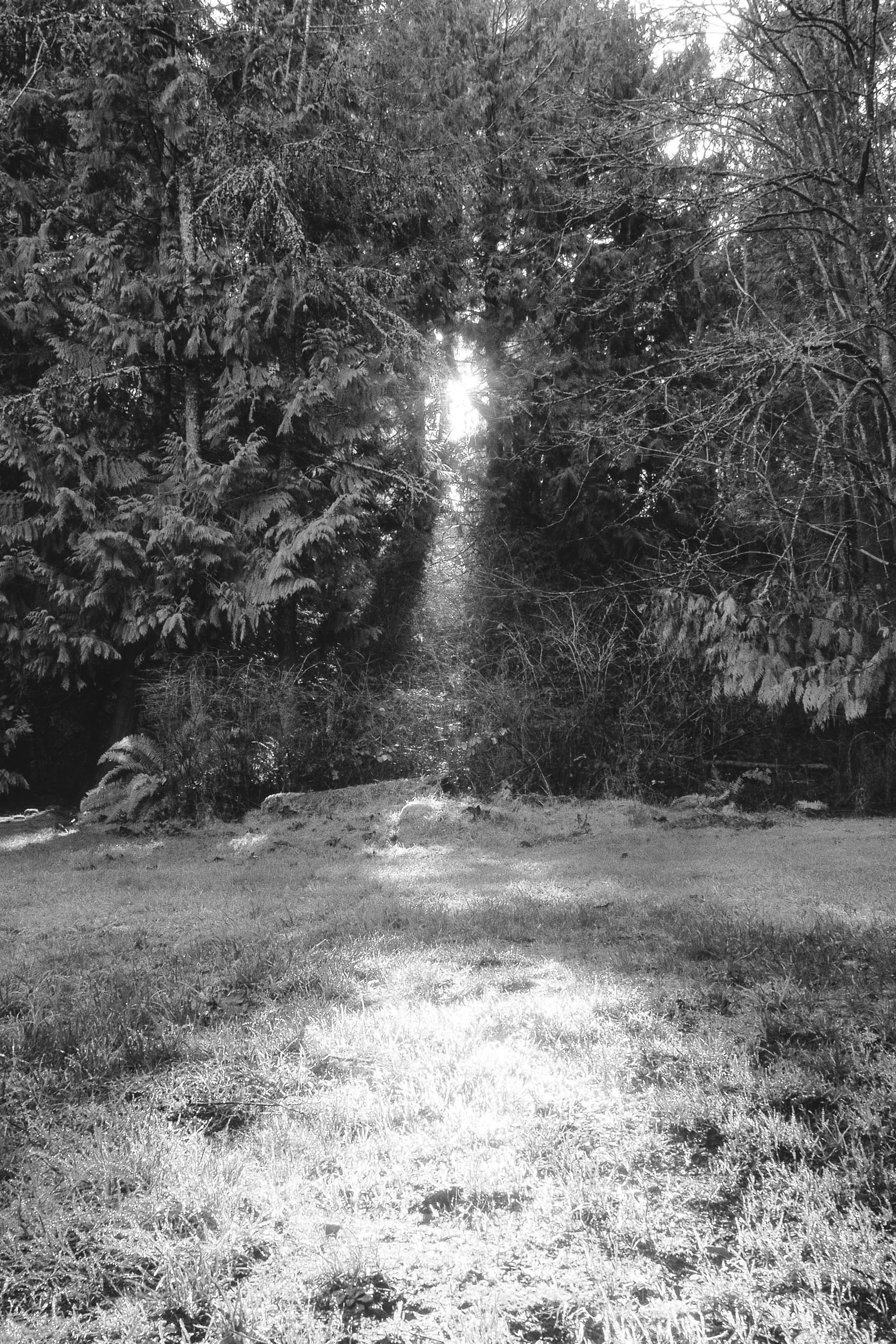 Sunlight breaks through tall trees onto a quiet forest path.