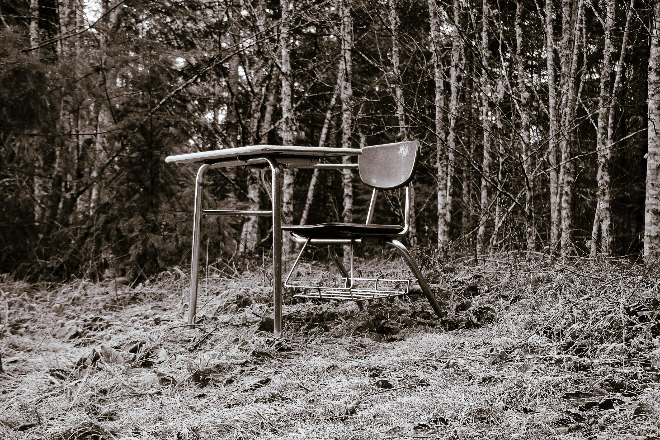 A simple desk stands alone among thin birch trees.