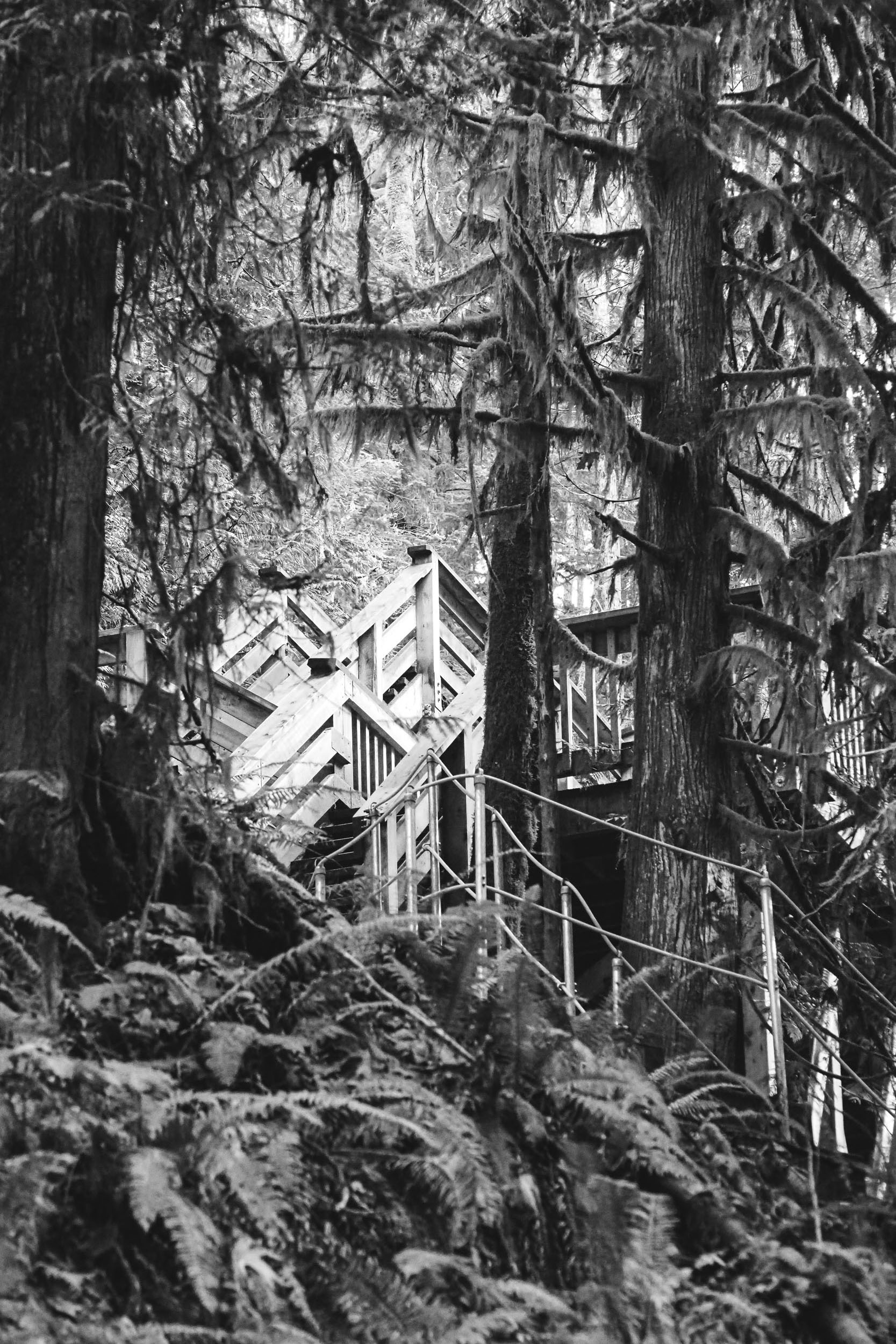Wooden steps climb through a dense stand of trees.