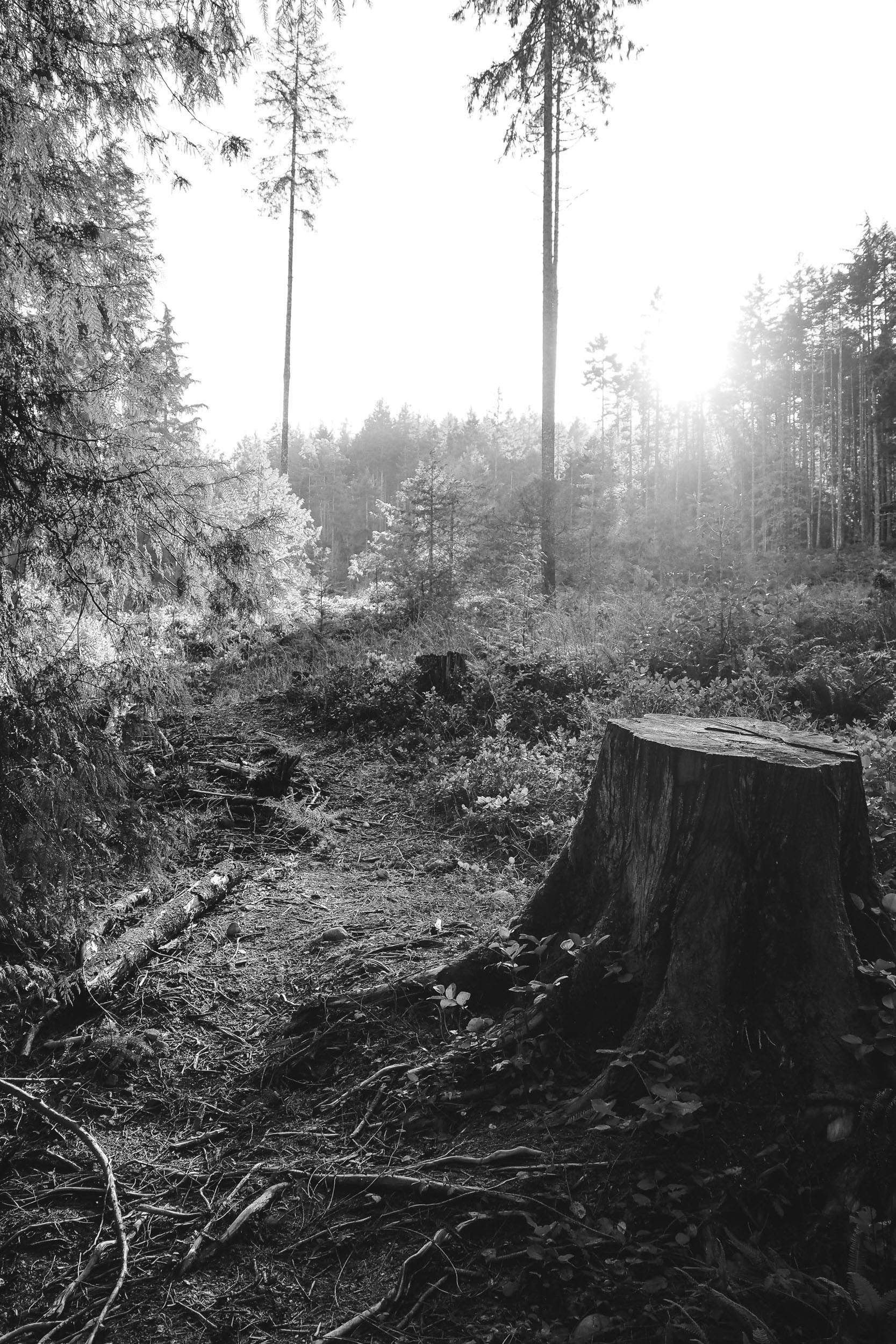 A fresh tree stump sits in a sunlit clearing.